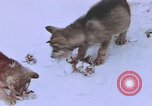 Standbild Huskies der Antarktis, 1950, aus Sekunde 58 historischem Filmmaterial Videoclip 65675029543