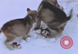 Standbild Huskies der Antarktis, 1950, aus Sekunde 59 historischem Filmmaterial Videoclip 65675029543