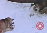 Standbild Huskies der Antarktis, 1950, aus Sekunde 60 historischem Filmmaterial Videoclip 65675029543