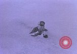 Image of Cold water survival Antarctica, 1950, second 22 stock footage video 65675029546