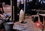 Image of emperor penguins Antarctica, 1950, second 1 stock footage video 65675029547