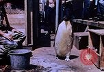 Image of emperor penguins Antarctica, 1950, second 3 stock footage video 65675029547