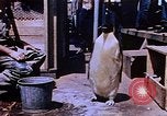 Image of emperor penguins Antarctica, 1950, second 4 stock footage video 65675029547