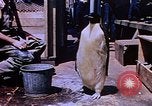 Image of emperor penguins Antarctica, 1950, second 5 stock footage video 65675029547