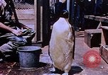 Image of emperor penguins Antarctica, 1950, second 6 stock footage video 65675029547