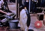 Image of emperor penguins Antarctica, 1950, second 7 stock footage video 65675029547