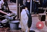 Image of emperor penguins Antarctica, 1950, second 8 stock footage video 65675029547