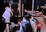 Image of emperor penguins Antarctica, 1950, second 20 stock footage video 65675029547