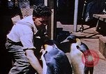 Image of emperor penguins Antarctica, 1950, second 21 stock footage video 65675029547