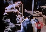 Image of emperor penguins Antarctica, 1950, second 22 stock footage video 65675029547