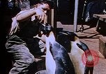 Image of emperor penguins Antarctica, 1950, second 24 stock footage video 65675029547