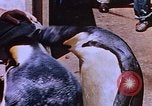 Image of emperor penguins Antarctica, 1950, second 25 stock footage video 65675029547