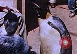 Image of emperor penguins Antarctica, 1950, second 26 stock footage video 65675029547