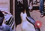 Image of emperor penguins Antarctica, 1950, second 27 stock footage video 65675029547