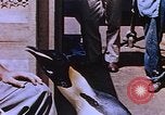 Image of emperor penguins Antarctica, 1950, second 28 stock footage video 65675029547