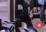 Image of emperor penguins Antarctica, 1950, second 29 stock footage video 65675029547