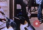 Image of emperor penguins Antarctica, 1950, second 30 stock footage video 65675029547