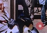 Image of emperor penguins Antarctica, 1950, second 31 stock footage video 65675029547