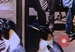 Image of emperor penguins Antarctica, 1950, second 32 stock footage video 65675029547