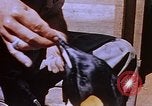 Image of emperor penguins Antarctica, 1950, second 40 stock footage video 65675029547
