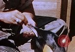 Image of emperor penguins Antarctica, 1950, second 42 stock footage video 65675029547