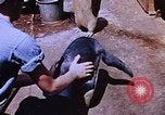 Image of emperor penguins Antarctica, 1950, second 44 stock footage video 65675029547