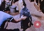 Image of emperor penguins Antarctica, 1950, second 45 stock footage video 65675029547