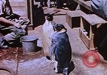 Image of emperor penguins Antarctica, 1950, second 47 stock footage video 65675029547