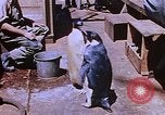 Image of emperor penguins Antarctica, 1950, second 48 stock footage video 65675029547