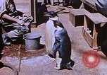 Image of emperor penguins Antarctica, 1950, second 49 stock footage video 65675029547