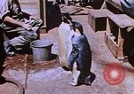 Image of emperor penguins Antarctica, 1950, second 50 stock footage video 65675029547