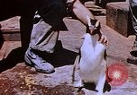 Image of emperor penguins Antarctica, 1950, second 56 stock footage video 65675029547