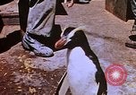 Image of emperor penguins Antarctica, 1950, second 57 stock footage video 65675029547