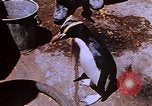 Image of emperor penguins Antarctica, 1950, second 59 stock footage video 65675029547