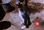 Image of emperor penguins Antarctica, 1950, second 61 stock footage video 65675029547