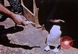 Image of emperor penguins Antarctica, 1950, second 62 stock footage video 65675029547