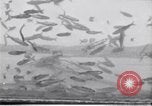 Image la pêche United States USA, 1920, de la seconde 4 séquences d'archives historiques vidéo 65675029621