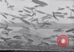 Image la pêche United States USA, 1920, de la seconde 6 séquences d'archives historiques vidéo 65675029621