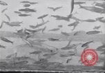 Image la pêche United States USA, 1920, de la seconde 8 séquences d'archives historiques vidéo 65675029621