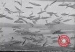 Image la pêche United States USA, 1920, de la seconde 9 séquences d'archives historiques vidéo 65675029621