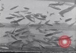 Image la pêche United States USA, 1920, de la seconde 10 séquences d'archives historiques vidéo 65675029621