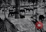 Standbild indische Kavallerie Encamp Frankreich, 1918, aus Sekunde 24 historischem Filmmaterial Videoclip 65675029636