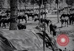 Standbild indische Kavallerie Encamp Frankreich, 1918, aus Sekunde 27 historischem Filmmaterial Videoclip 65675029636