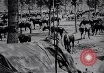 Standbild indische Kavallerie Encamp Frankreich, 1918, aus Sekunde 28 historischem Filmmaterial Videoclip 65675029636