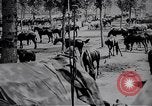Standbild indische Kavallerie Encamp Frankreich, 1918, aus Sekunde 29 historischem Filmmaterial Videoclip 65675029636