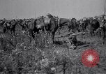 Image of Indian Cavalry France, 1918, second 7 stock footage video 65675029641