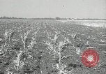 Image of drought United States USA, 1936, second 10 stock footage video 65675029715
