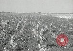 Image of drought United States USA, 1936, second 11 stock footage video 65675029715