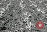 Image of drought United States USA, 1936, second 16 stock footage video 65675029715