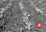 Image of drought United States USA, 1936, second 17 stock footage video 65675029715